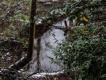 Reflection of trees in water