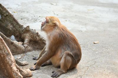 Close-up of monkey in monkey cave, chiang rai, thailand