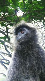 Portrait of monkey on tree in forest