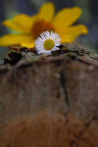 Close-up of yellow flowering plant