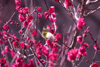 Close-up of japanese white-eye perching on plum blossoms branch in springtime 