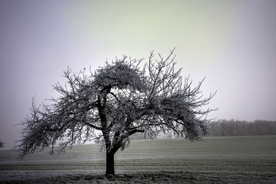 Single tree against clear sky