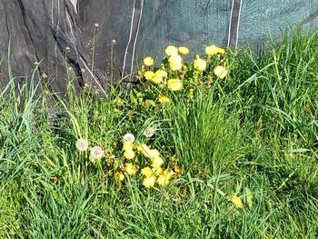 plant