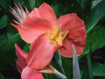 Close-up of pink flower