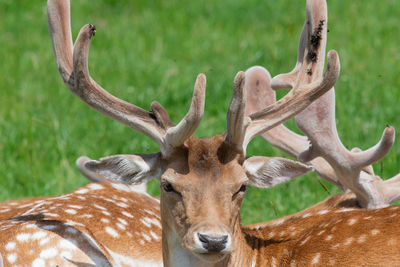 Head shot of a male fallow deer  in a herd of deer