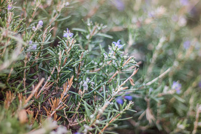 High angle view of purple flowering plants on field