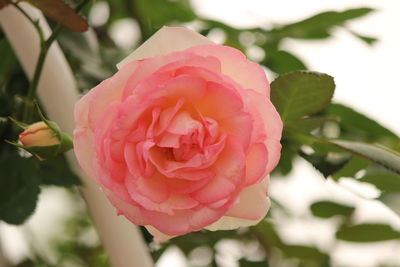 Close-up of pink rose