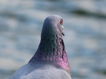 Close-up of pigeon