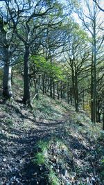 Trees in forest