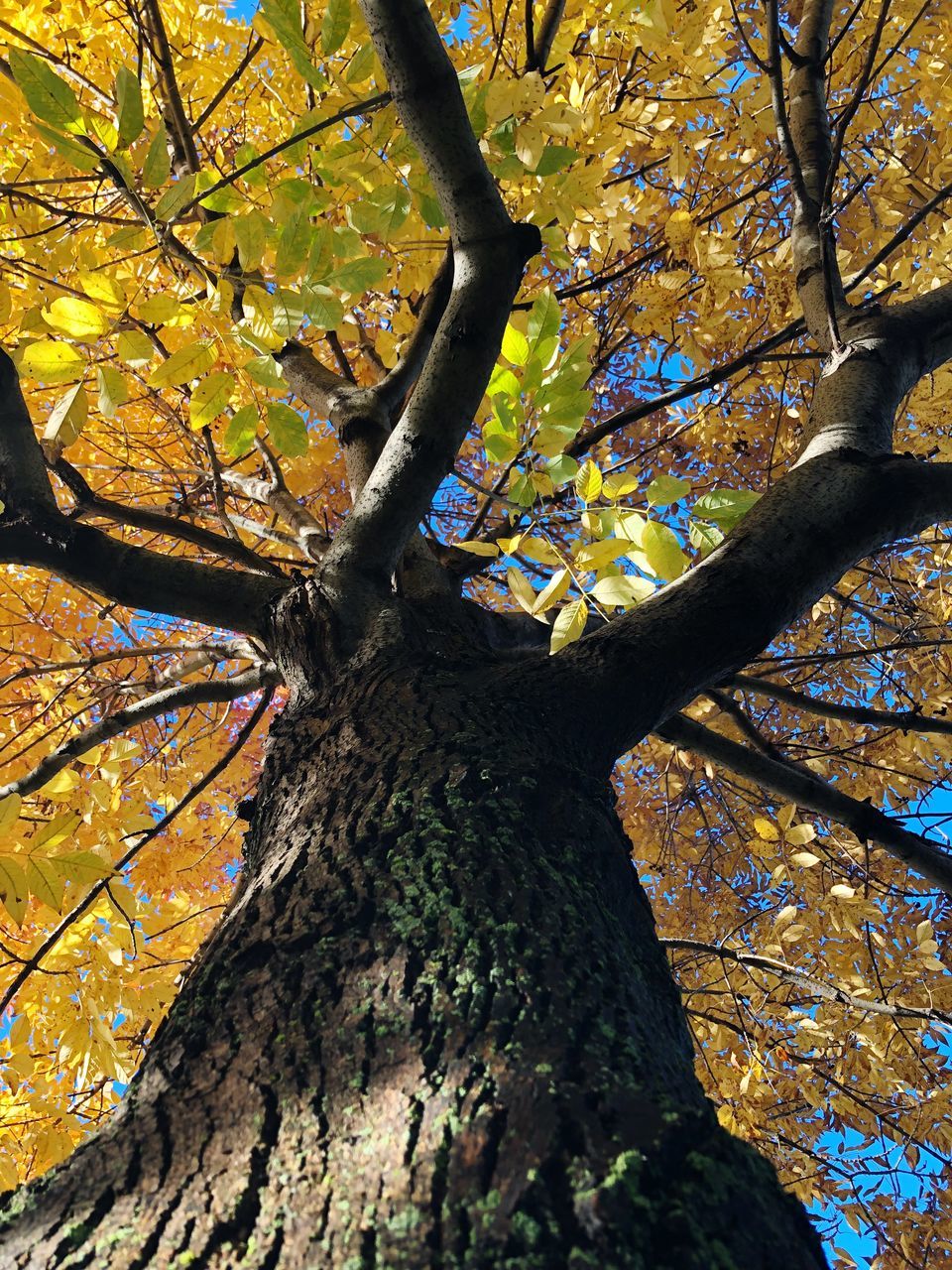 LOW ANGLE VIEW OF TREE TRUNK