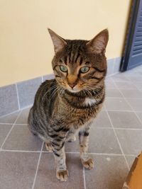 Portrait of tabby cat on tiled floor