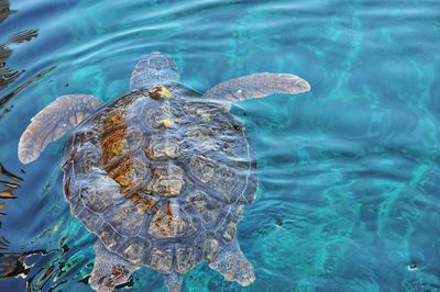 View of turtle swimming in sea