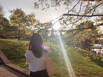 Sun shining through trees on grassy field