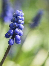 Close-up of purple flowering plant