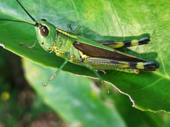 Close-up of grasshopper on leaf