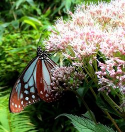 Close-up of butterfly on pink flower