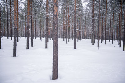 Trees in snow covered forest