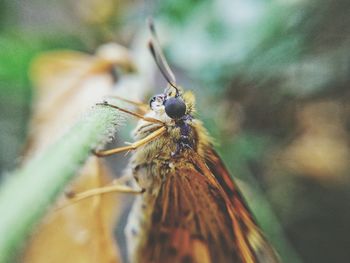 Close-up of insect