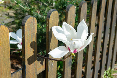 Close-up of wooden fence