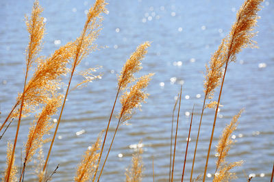 Close-up of reeds against sparkling lake