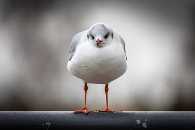 Close-up of seagull perching on pipe