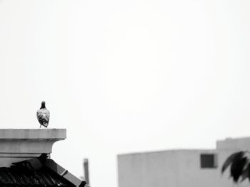 Low angle view of statue on roof