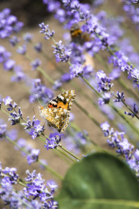 Close-up of bee pollinating on lavender