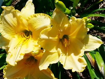 Close-up of yellow flowers blooming outdoors