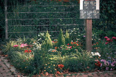 View of flowering plants on fence