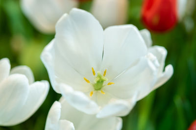 Close-up of white flowering plant