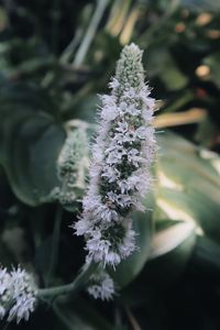 Close-up of snow on plant