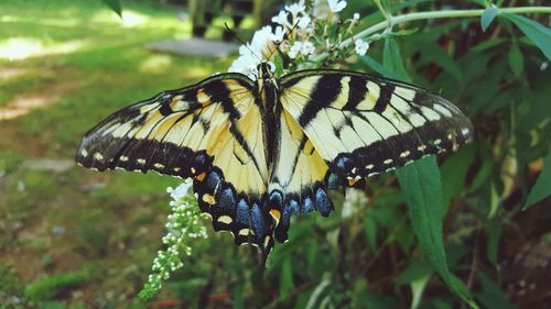 Close-up of butterfly perching on plant