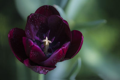 Close-up of wet purple rose flower
