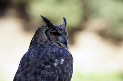 Close-up of a bird