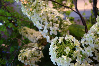 Close-up of white flowers blooming in park