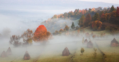 Trees on field against sky during autumn