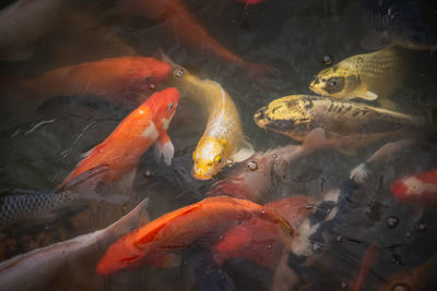 High angle view of koi carps swimming in lake