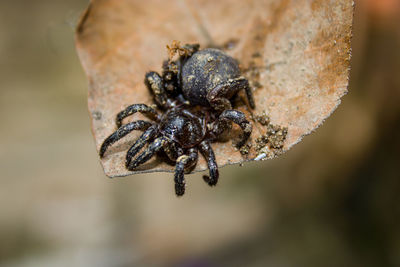 Close-up of spider