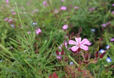 Close-up of pink flowers blooming in field