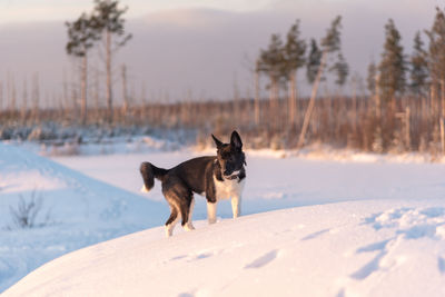 Dog standing on snow covered land