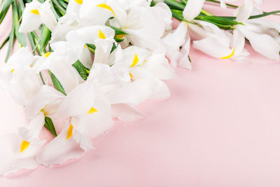 High angle view of pink flowering plant