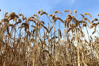 Low angle view of plants against sky