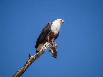 Low angle view of african fish eagle perching on bare tree against clear blue sky, moremi game reserve, botswana