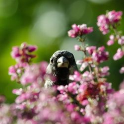 Close-up of honey bee perching on pink flower