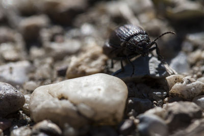 Close-up of insect on rock