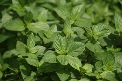 Close-up of basil green leaves