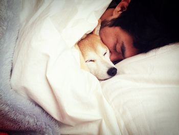 Close-up of dog sleeping on bed