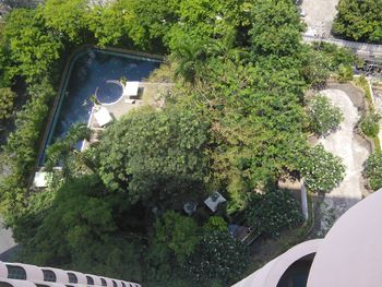 High angle view of trees by plants