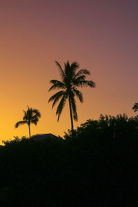 Low angle view of palm tree against sky during sunset