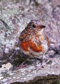 Close-up of a bird perching on rock